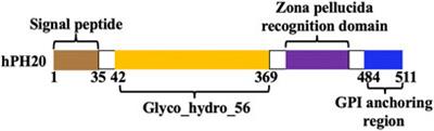 Active Expression of Human Hyaluronidase PH20 and Characterization of Its Hydrolysis Pattern